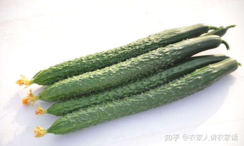 西红柿营养好处-西红柿的营养专区_西红柿 营养价值专区_西红柿的而营养网